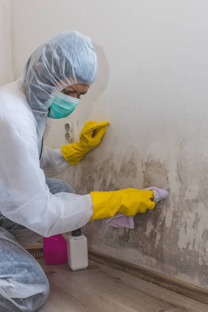 Best Real Estate Mold Inspection  in Titusville, FL