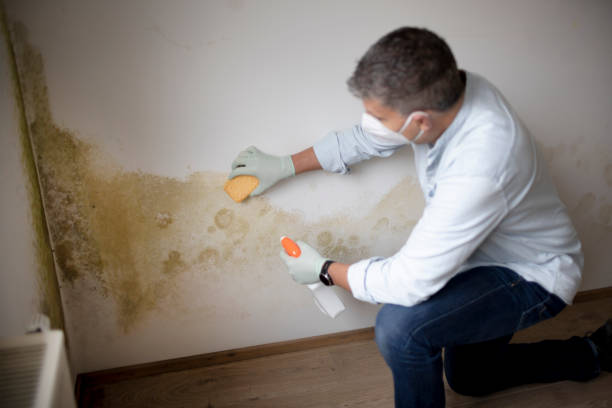 Best Asbestos and Lead Testing During Mold Inspection  in Titusville, FL